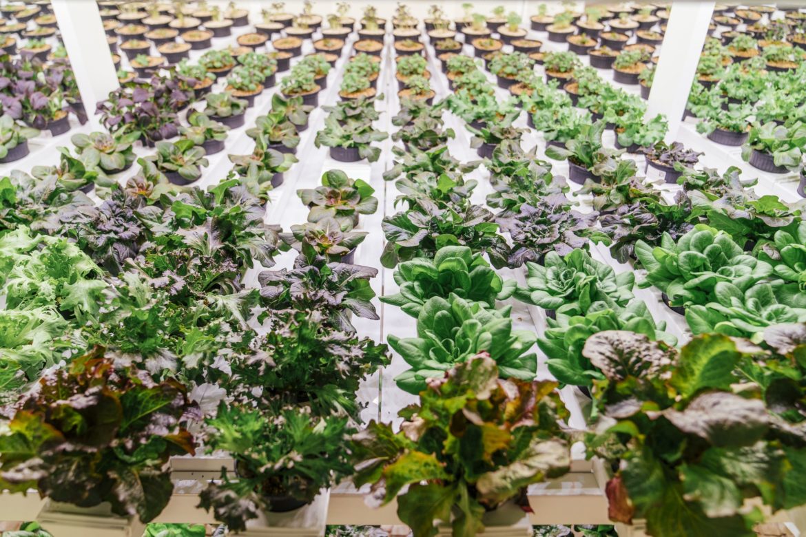 Vertical Farming